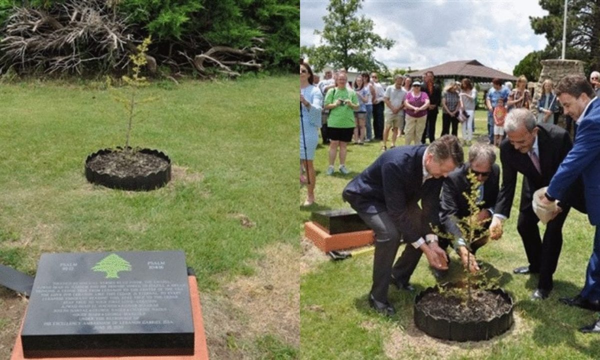 City In Usa Just Planted A Cedar As A Show Of Friendship With Lebanon City In Usa Just Planted A Cedar As A Show Of Friendship With Lebanon