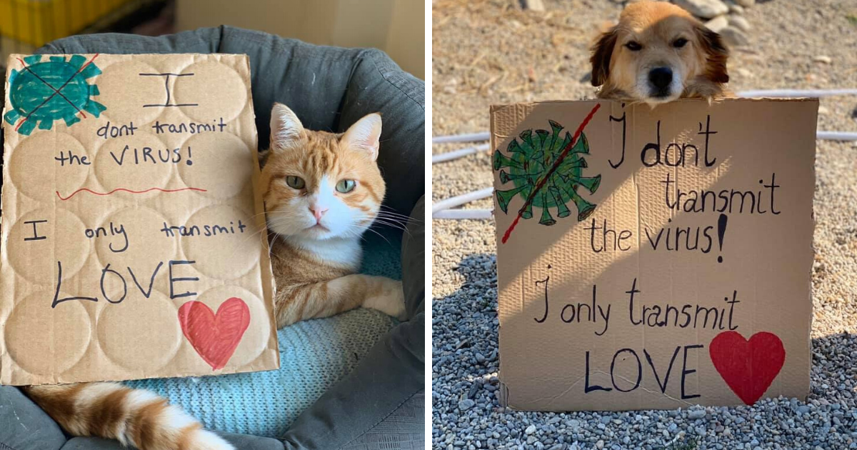 Your Dog and Cat Will NOT Give You Coronavirus 1