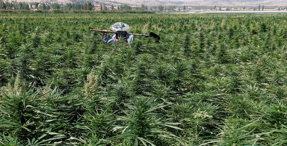 https://www.thenational.ae/world/mena/lebanon-becomes-first-arab-country-to-legalise-cannabis-for-medical-use-1.1009334#2