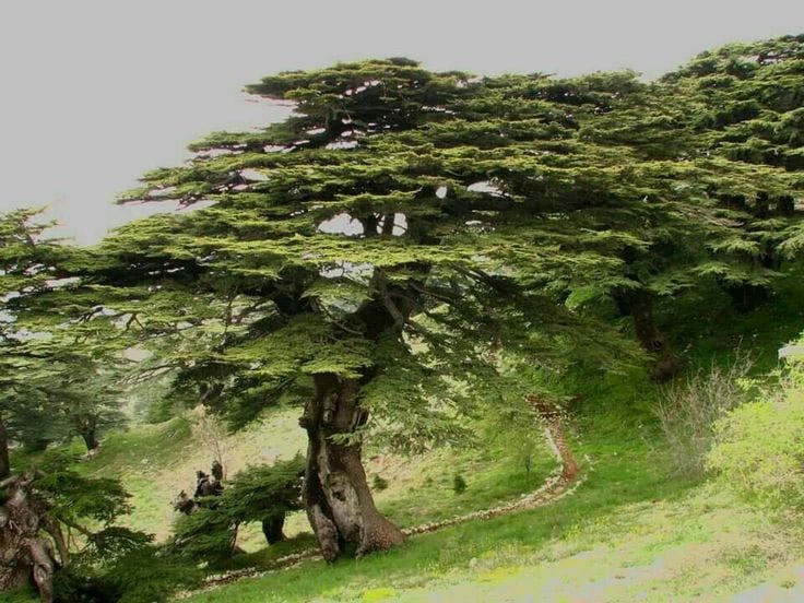 15+ Perfect Hiking Spots In Lebanon For When You Need To Get Away 7