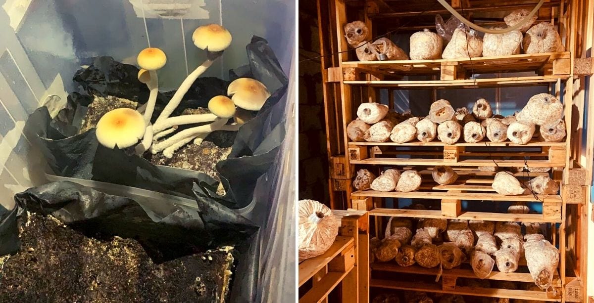 Man Caught Growing Magic Mushrooms For First Time In Lebanon