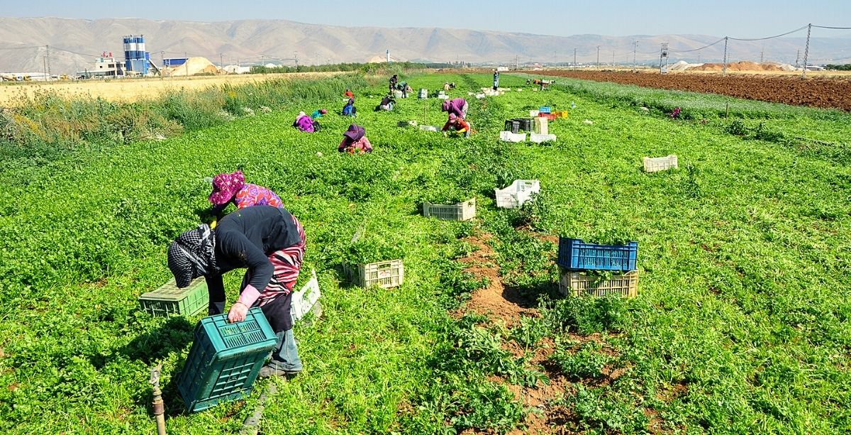 EU Allocates $25 Million To Support Agriculture In Lebanon