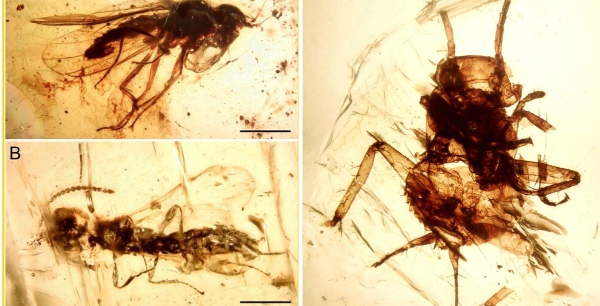Fossils Of Ancient Life Discovered In Akkar