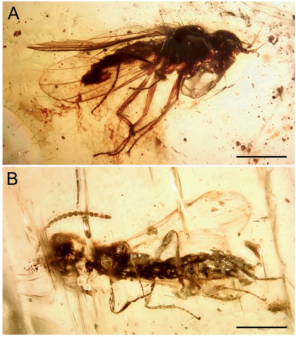 The male fly (A) and the wasp (B) that were discovered in the amber outcrop in Mechmech, Akkar, North Lebanon.