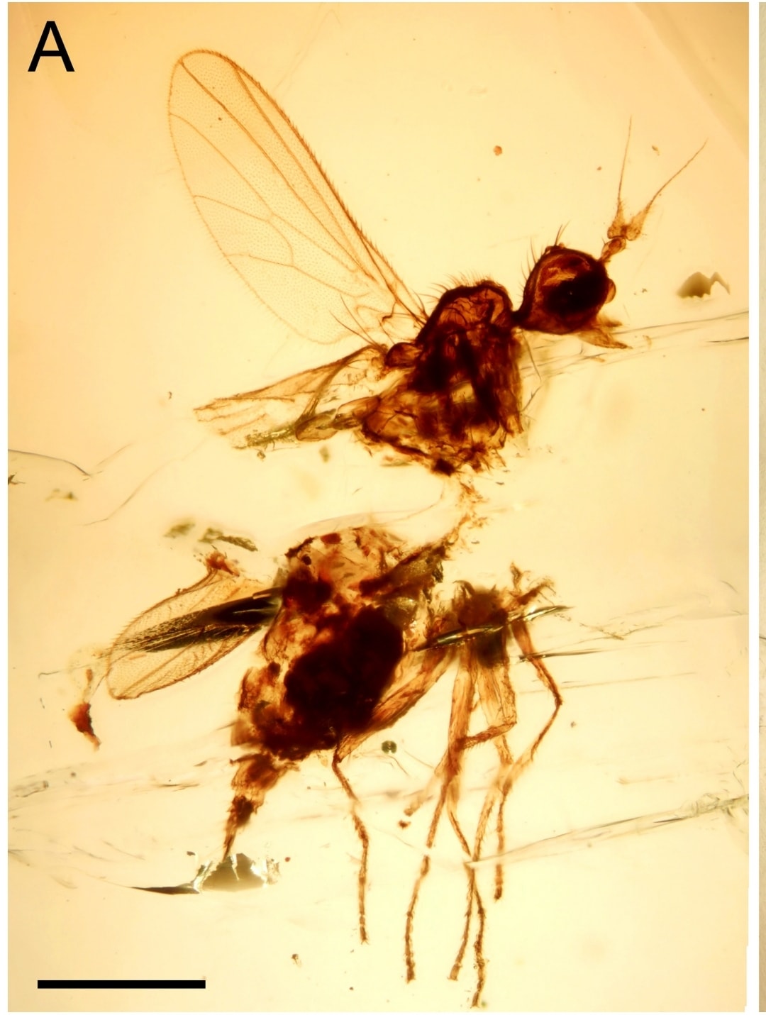 The female fly that was discovered in the amber outcrop in Mechmech, Akkar, North Lebanon.