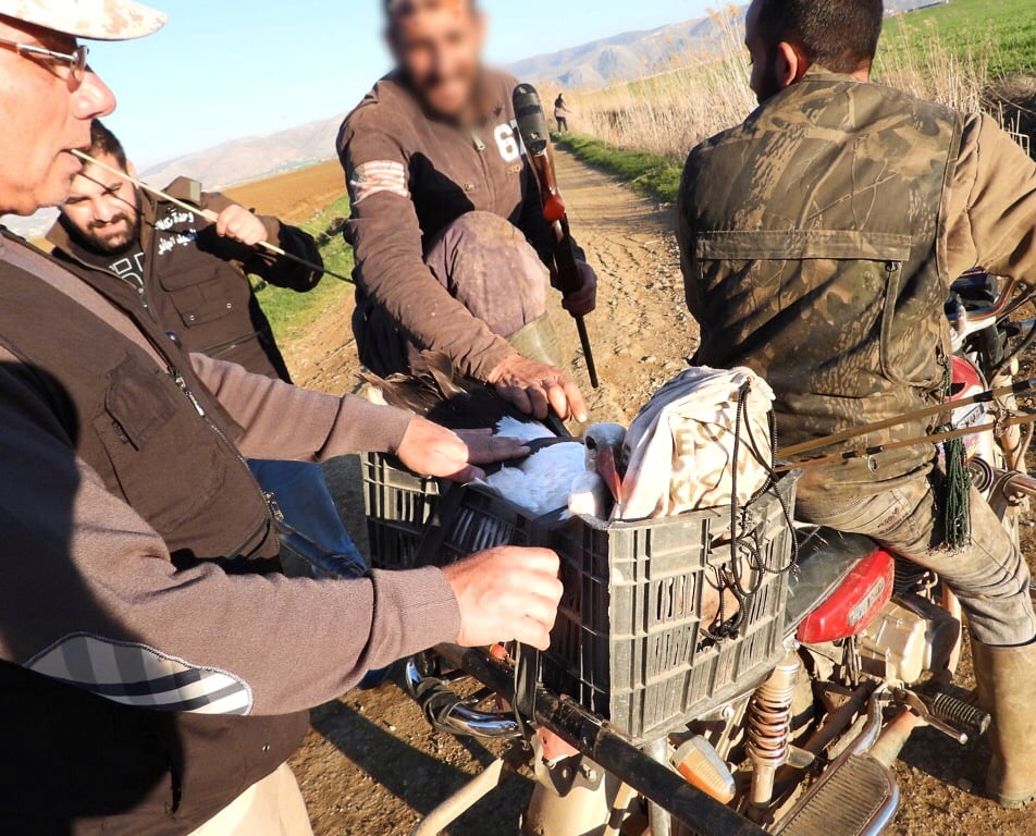 Migrating White Storks Flying Over Lebanon Were Horrifically Massacred 1