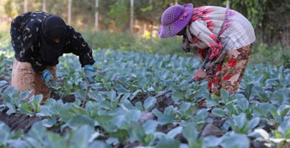 Lebanon Launches Japan-Funded Program To Support Small Farmers