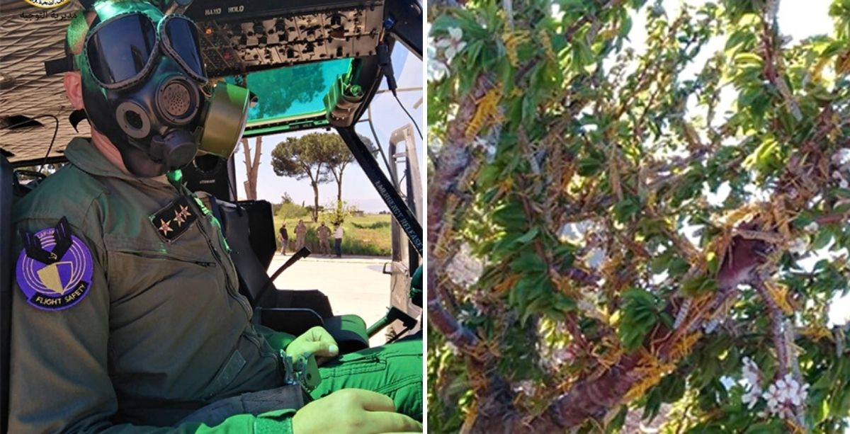Videos_ Locust Swarms Just Reached Eastern Lebanon