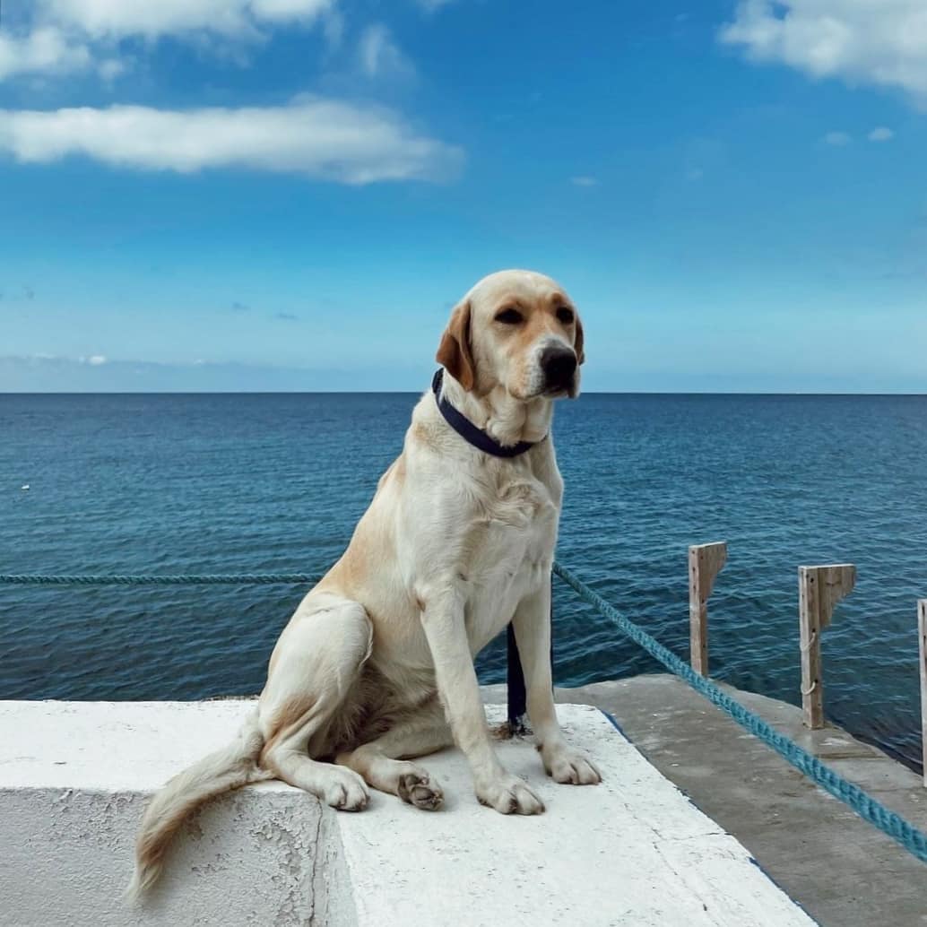 16 Pet-Friendly Beaches In Lebanon Where You Can Take Your Furry Friends 1