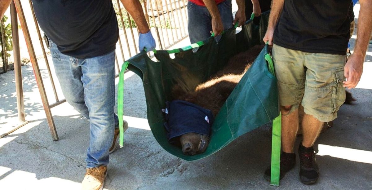 Endangered Bears Rescued From Lebanon Zoo To U.S.