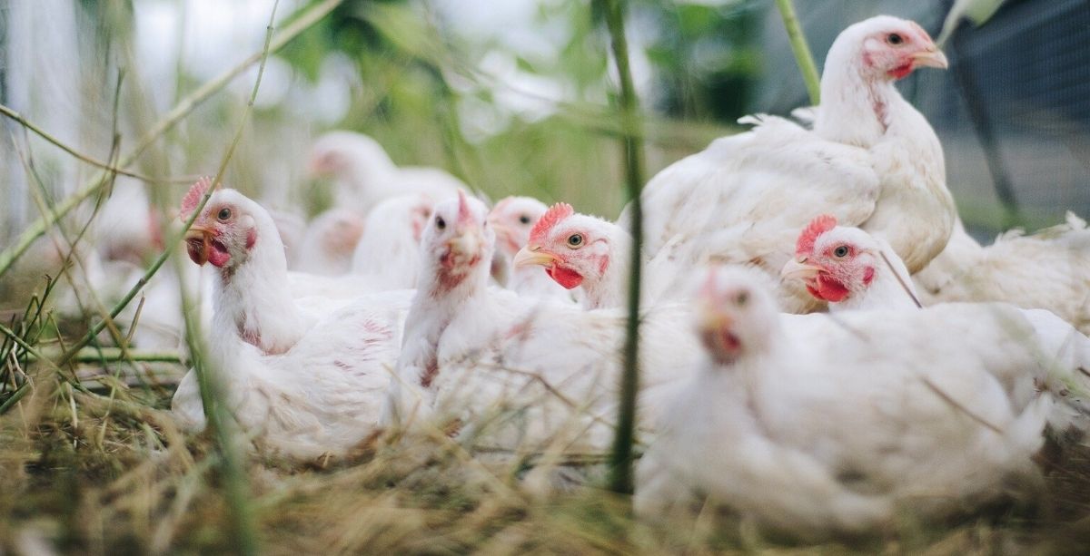 Millions Of Poultry On Lebanon Farms Are At Risk