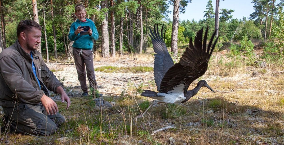 A Migrating Black Stork Disappeared In Lebanon