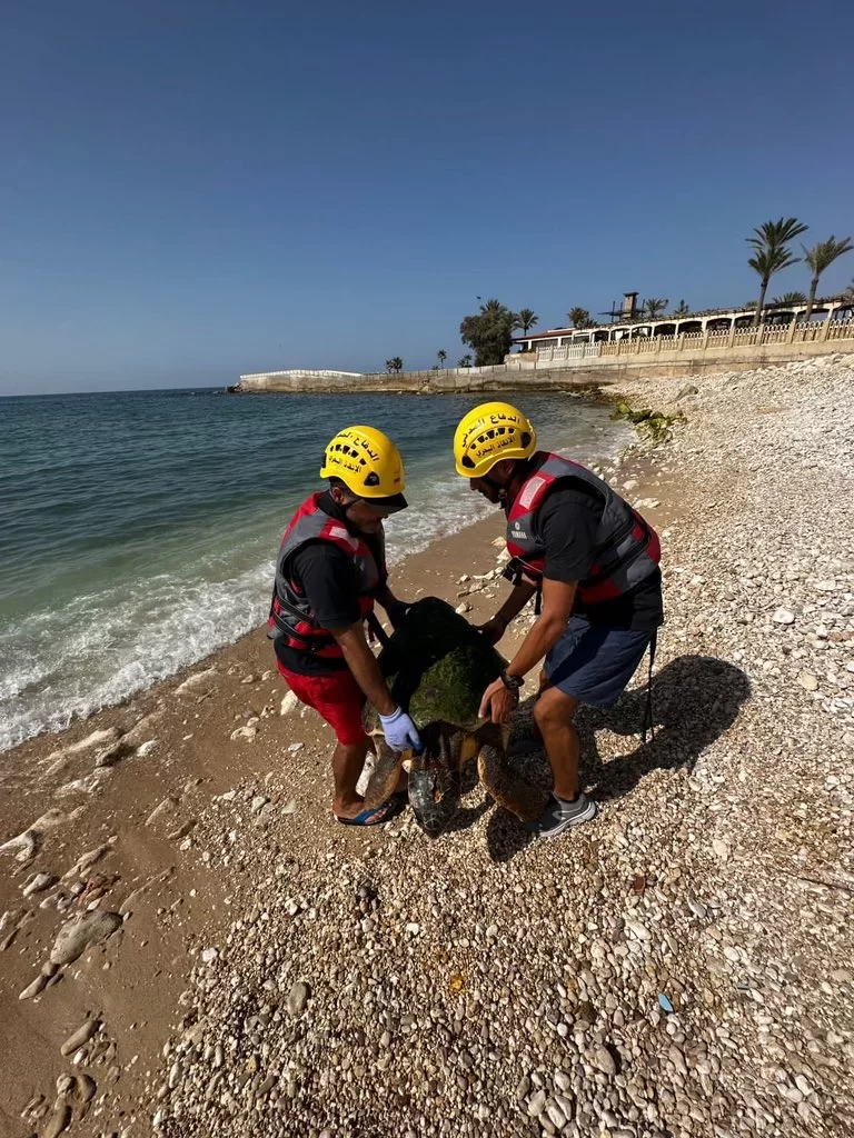 A Huge Sea Turtle Was Just Rescued At Zouk Mikael Beach 1