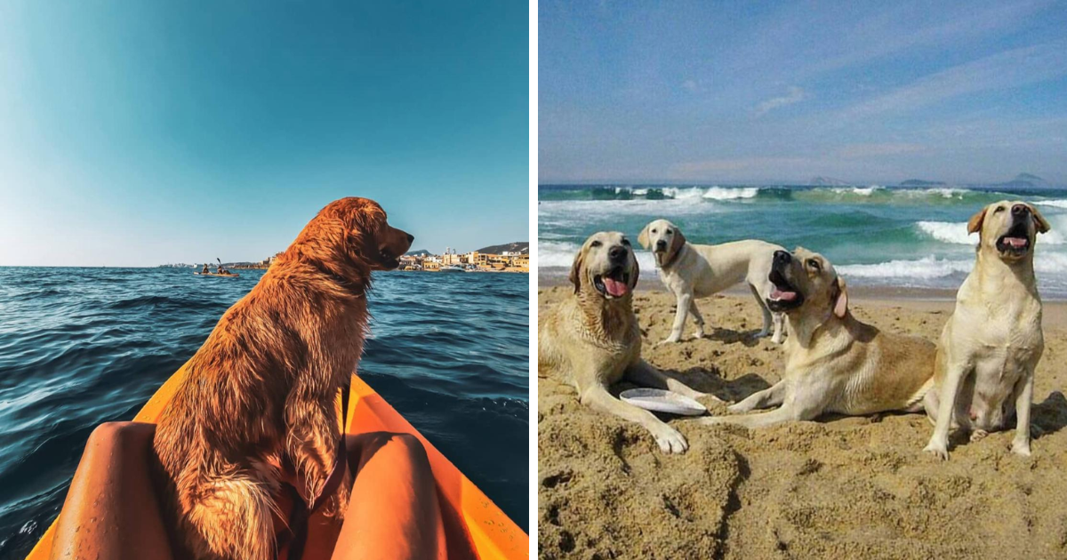 dog-friendly beaches